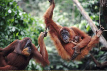 Orangutans